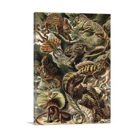 Lacertilia Lizards Reptiles 1904 (Type: Standard Framed Canvas Print, size: 24" x 16" / 60cm x 40cm (approx))
