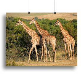 Giraffe in natural habitat South Africa Canvas Print or Poster (Type: Standard Framed Canvas Print, size: 28" x 20" / 70cm x 50cm (approx))