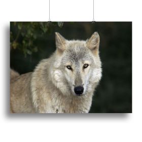 Gray Wolf Portrait in Natural Habitat Canvas Print or Poster (Type: Poster Print, size: 32" x 24" / 80cm x 60cm (approx))